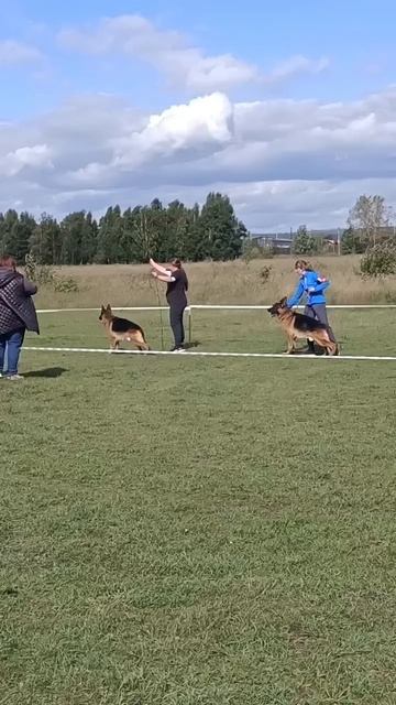 РАБОЧИЙ КОБЕЛИ / КЧК ИРКУТСК 6 сентября`25 Л.Лазарева Моно немецких овчарок