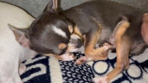 Всем самой доброй ночи и прекрасных, дивных снов.