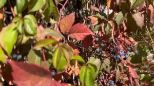 Ростовчане отметили День рождения любимого города!