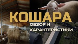 Корпус для содержания овец, обзор кошары
