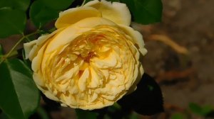 21..09..2025  кмр   (99)