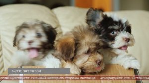 23.09.2025 Интересные факты. Как отучить щенка кусаться