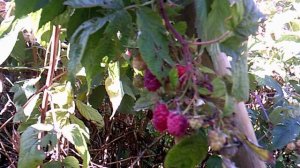 Обзор: наша малина