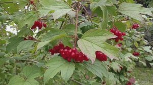 Калина в сентябре.