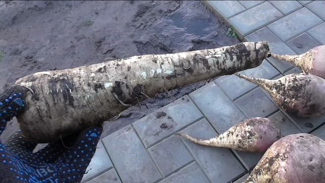 Пастернак КУЛИНАР