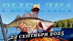 Кидай кидай, их тут много. Рыбалка на судака в сентябре 2025
