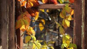 Желаю Доброго ДНЯ! ОЧЕНЬ КРАСИВАЯ МУЗЫКАЛЬНАЯ ВИДЕО ОТКРЫТКА