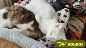 Передержка Приюта,где 34 бывше- изуродованных котика нашли убежище . Бездомные стали домашними.