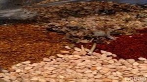 Куриные крылышки, запеченные в микроволновке