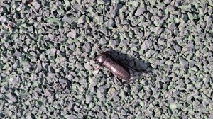 Сверчок полевой