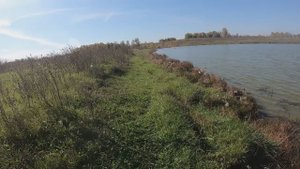 Выпустил карасей в ближайший за городом пруд. 20.09.2025 г.