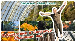 🇸🇬 Сингапур. Облачный лес (Cloud forest)