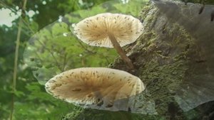 Грибы 6 / Mushrooms 6