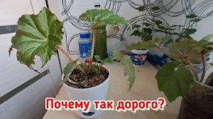 Бегонии ‐ моя любофф... пересаживаю...