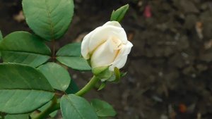 19=09=2025  кмр   (185)