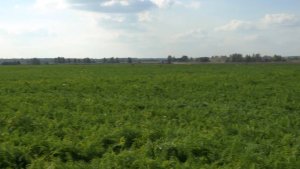 Красный маяк ЧАСТЬ 2