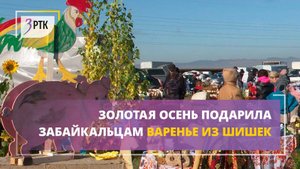 Золотая осень подарила забайкальцам варенье из шишек