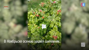 В Ноябрьске осенью зацвёл шиповник