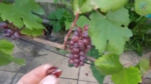 Обзор виноградника гф клубничный'25