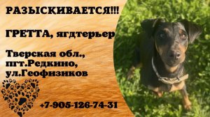 Пропала собака! ГРЕТТА, ягдтерьер. Тверская обл., пгт.Редкино.