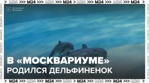 Дельфиненок родился в "Москвариуме"