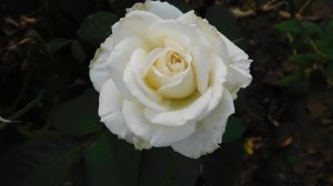 19=09=2025  кмр   (174)