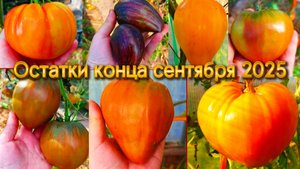 Последние помидоры в конце сентября