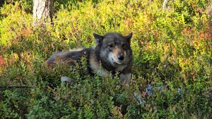 Утро на озере  тайги