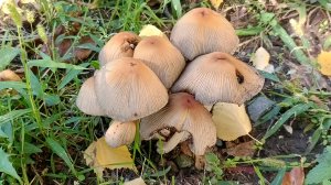 Грибы. Неожиданная находка