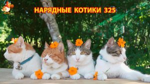 Нарядные Котики расслабляются на солнышке 🌞 🐈🐈🐈 (325)