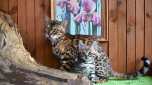 Бенгальская кошка