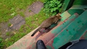 Бедная родственница Рыся.😼🏡