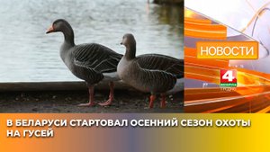 В Беларуси стартовал осенний сезон охоты на гусей