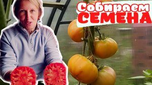 КАК СОБРАТЬ СЕМЕНА ТОМАТОВ ПРАВИЛЬНО