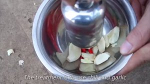 Если вы раньше знали этот способ выращивания картофеля 🥔,то у вас всегда будет картошка