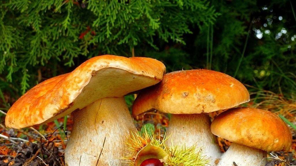 ОКТЯБРЬ--БЛИЗНЕЦЫ(таро)