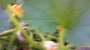 Обзор: "наши кабачки №6 и №7 сорта Грибовские