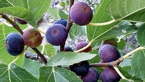 387 Экзотический урожайинжирзизифус.