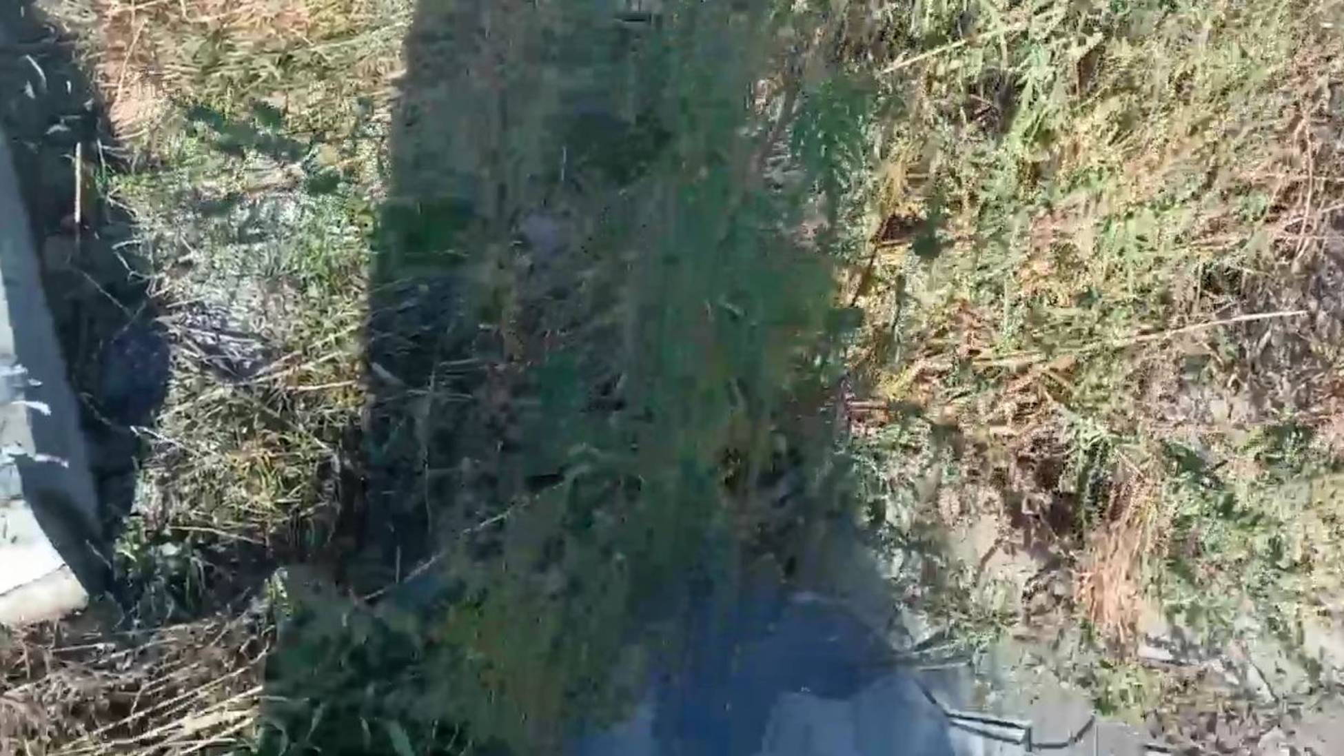 Амброзия 23.09.2025 смотреть онлайн