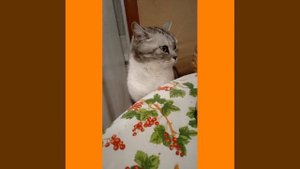 1000463125.mp4