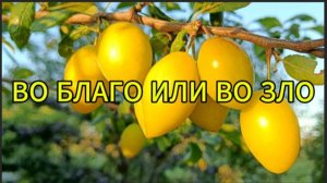 Во благо или во зло