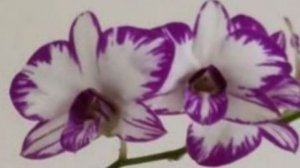 П-8.Ч-13. Дендробиум Аля сполох, продолжение роста цветоноса и раскрытия бутонов.