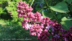 Эту мелодию хочется слушать вечно! Цветы после дождя Beautiful melody Flowers after the rain