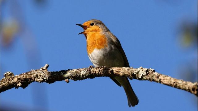 Пение Малиновки. Малиновка (Зарянка) поёт. Орнитотерапия смотреть онлайн