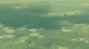 Быстрое Появление Кругов На Поле