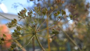 Борщевик Сосновского вырос в Магадане