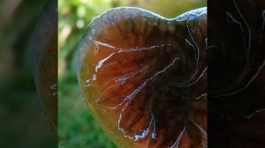 солнечные сердечки.mp4