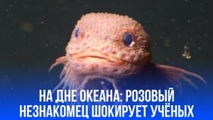 Розовый незнакомец на дне океана: что скрывают три новых вида глубоководных рыб?