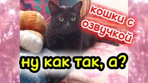 Кошки с озвучкой