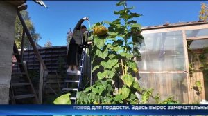 Югорчанка вырастила гигантскую тыкву